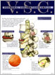 Babylon Village Chiropractic Center Literature article for Vertebral Subluxation Complex
