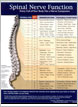 Babylon Village Chiropractic Center Literature article for Spinal Nerve Function